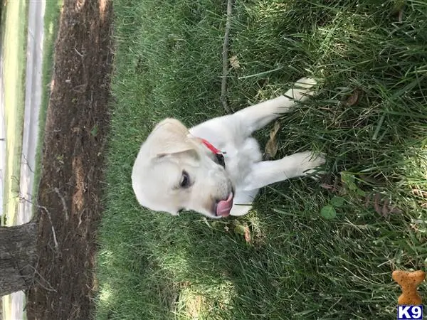 Labrador Retriever stud dog