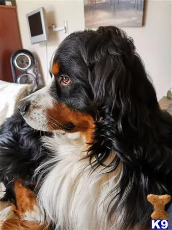 Bernese Mountain Dog