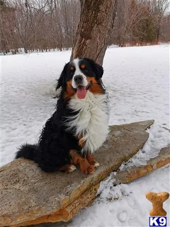 Bernese Mountain Dog stud dog