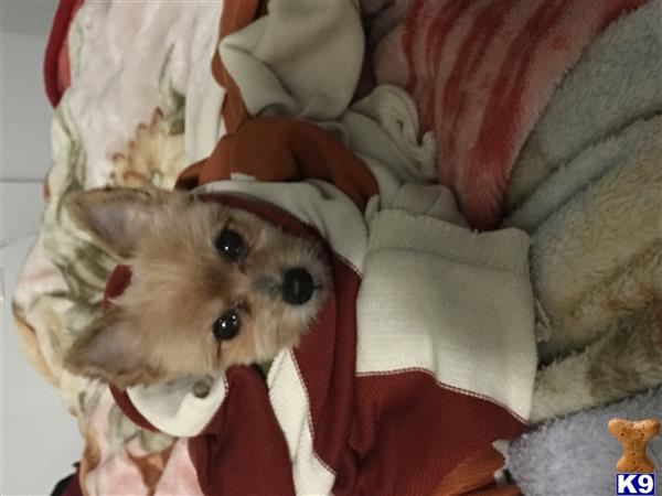 stud fee for yorkie terrier stud ethan 8 years stud fee for yorkie terrier stud ethan 8 years