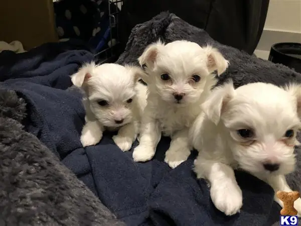 Maltese puppy for sale