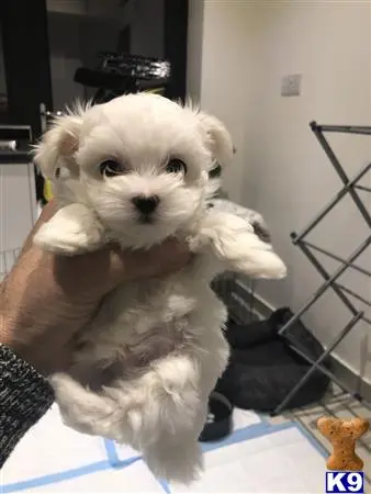 Maltese puppy for sale