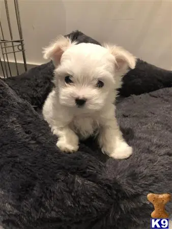 Maltese puppy for sale