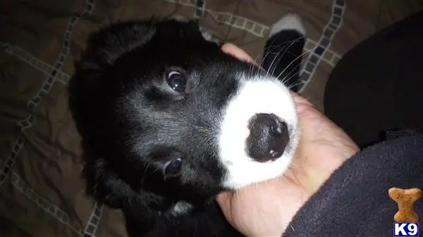 Bearded Collie puppy for sale