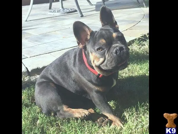 French Bulldog stud dog