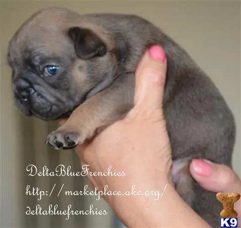 French Bulldog puppy for sale