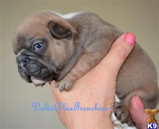 French Bulldog puppy for sale