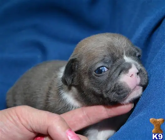 French Bulldog puppy for sale