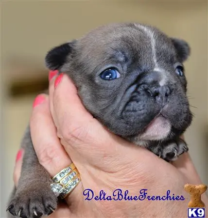 French Bulldog