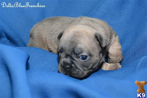 French Bulldog puppy for sale