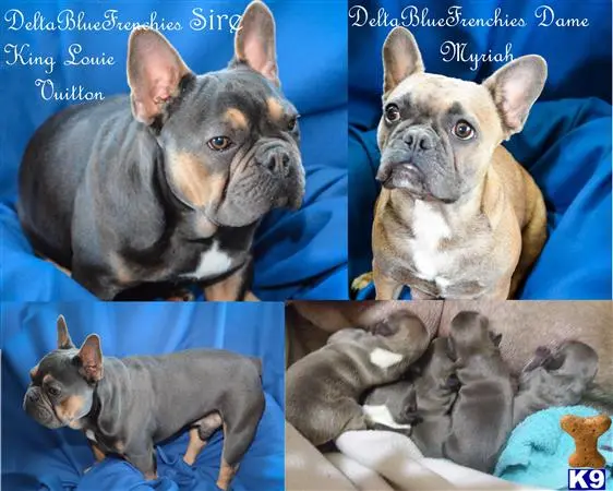 French Bulldog puppy for sale