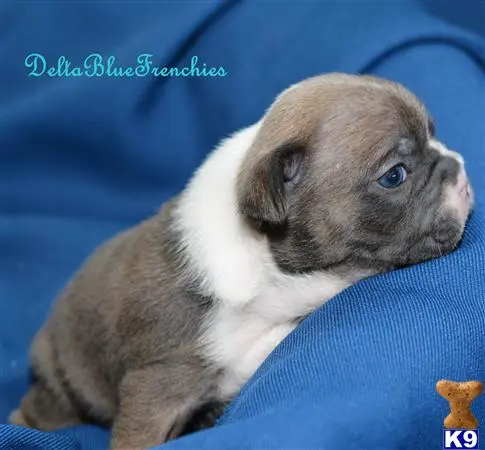 French Bulldog puppy for sale