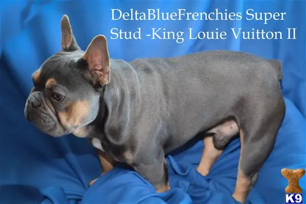 French Bulldog stud dog