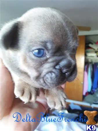 French Bulldog puppy for sale