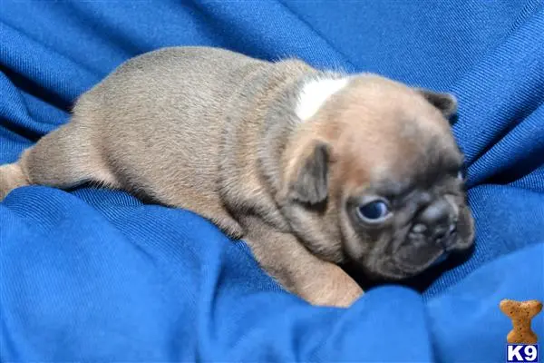 French Bulldog puppy for sale