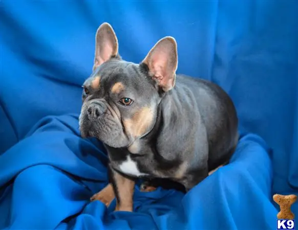 French Bulldog stud dog