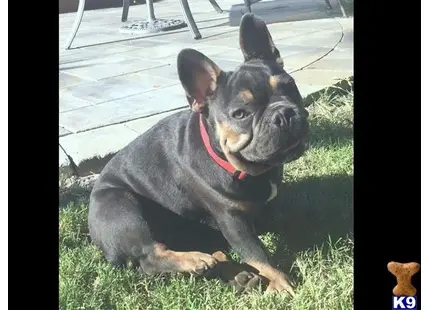 a french bulldog dog sitting on grass