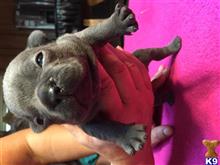 french bulldog puppy posted by karlafratus