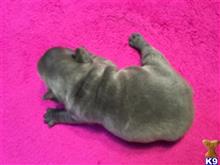french bulldog puppy posted by karlafratus
