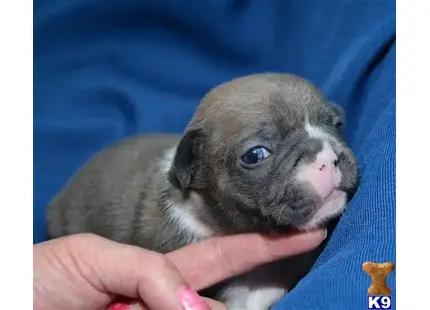 a hand holding a small animal