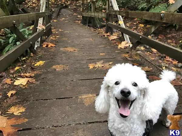 Poodle stud dog