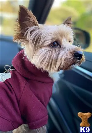 Yorkshire Terrier stud dog: a yorkshire terrier dog wearing a pink coat