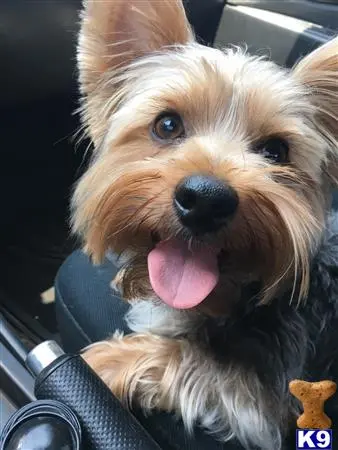 Yorkshire Terrier stud dog: a yorkshire terrier dog with its tongue out