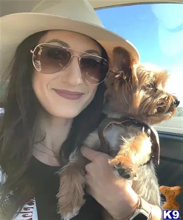 Yorkshire Terrier stud dog: a woman holding a yorkshire terrier dog in a car