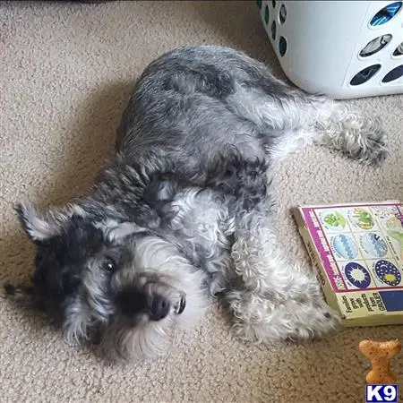 Miniature Schnauzer stud dog