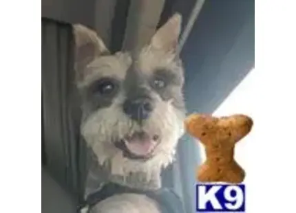 a miniature schnauzer dog with its mouth open