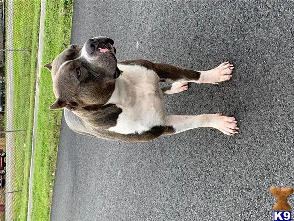 American Bully stud dog