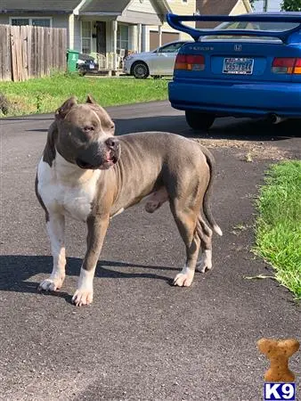 American Bully stud dog