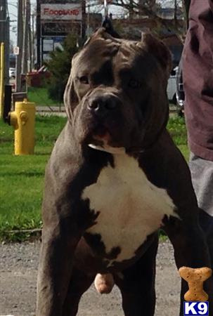 American Pit Bull dog for sale