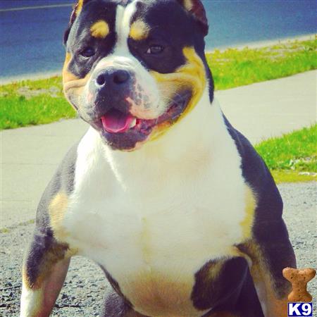 American Pit Bull dog for sale: Black and tan American Pit Bull sitting outdoors with a happy expression