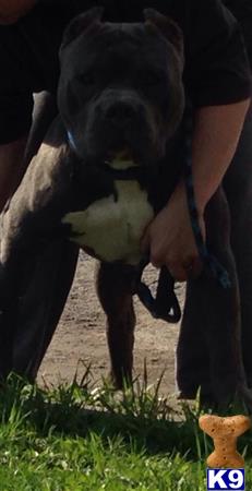 American Pit Bull dog for sale