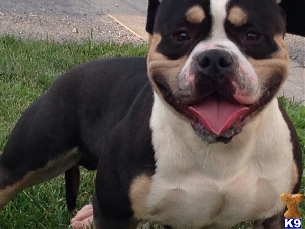 American Pit Bull dog for sale: Black and white American Pit Bull smiling in grassy setting