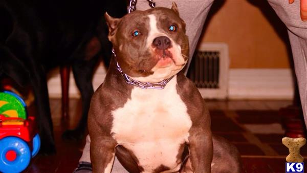 American Pit Bull dog for sale: Blue and white American Pit Bull sitting indoors with a chain collar