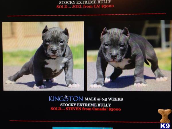 American Pit Bull dog for sale