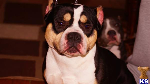 American Pit Bull dog for sale: Black and white American Pit Bull sitting indoors with a blurred dog behind