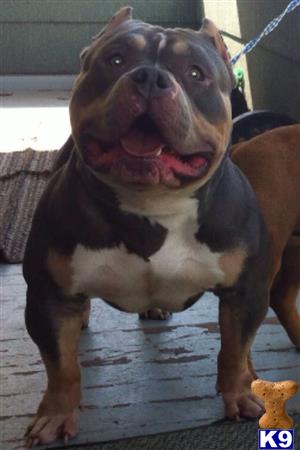 American Pit Bull dog for sale: Brindle American Pit Bull standing with a happy expression