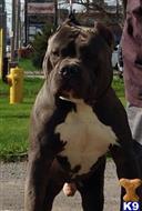 American Pit Bull dog for sale