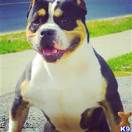 American Pit Bull dog for sale