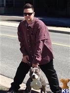 American Pit Bull dog for sale