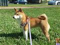 Shiba Inu