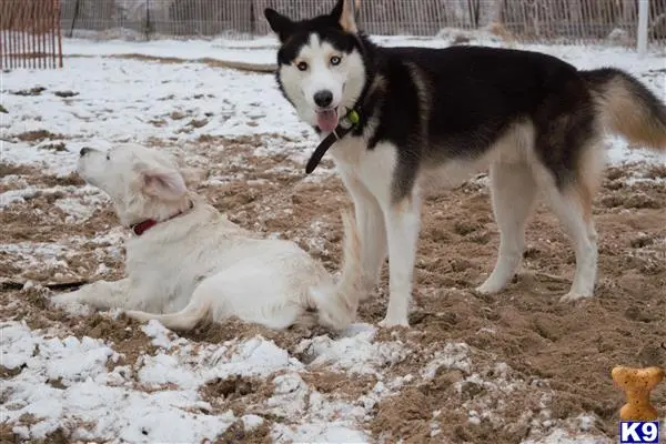 Siberian Husky stud dog