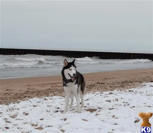 Siberian Husky stud dog