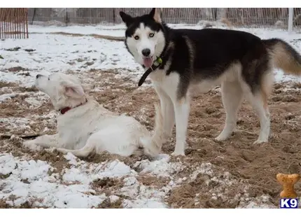 Siberian Husky