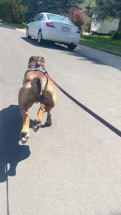American Pit Bull stud dog video