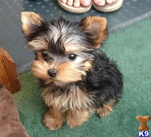 Yorkshire Terrier