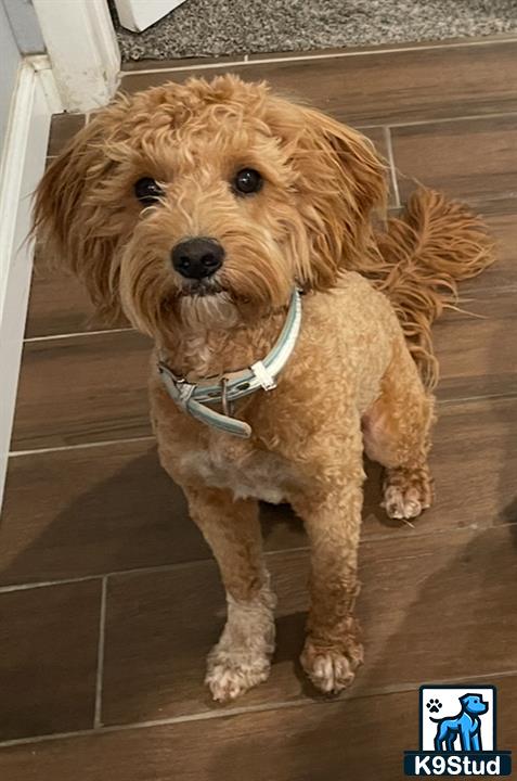 a goldendoodles dog sitting on a tile floor